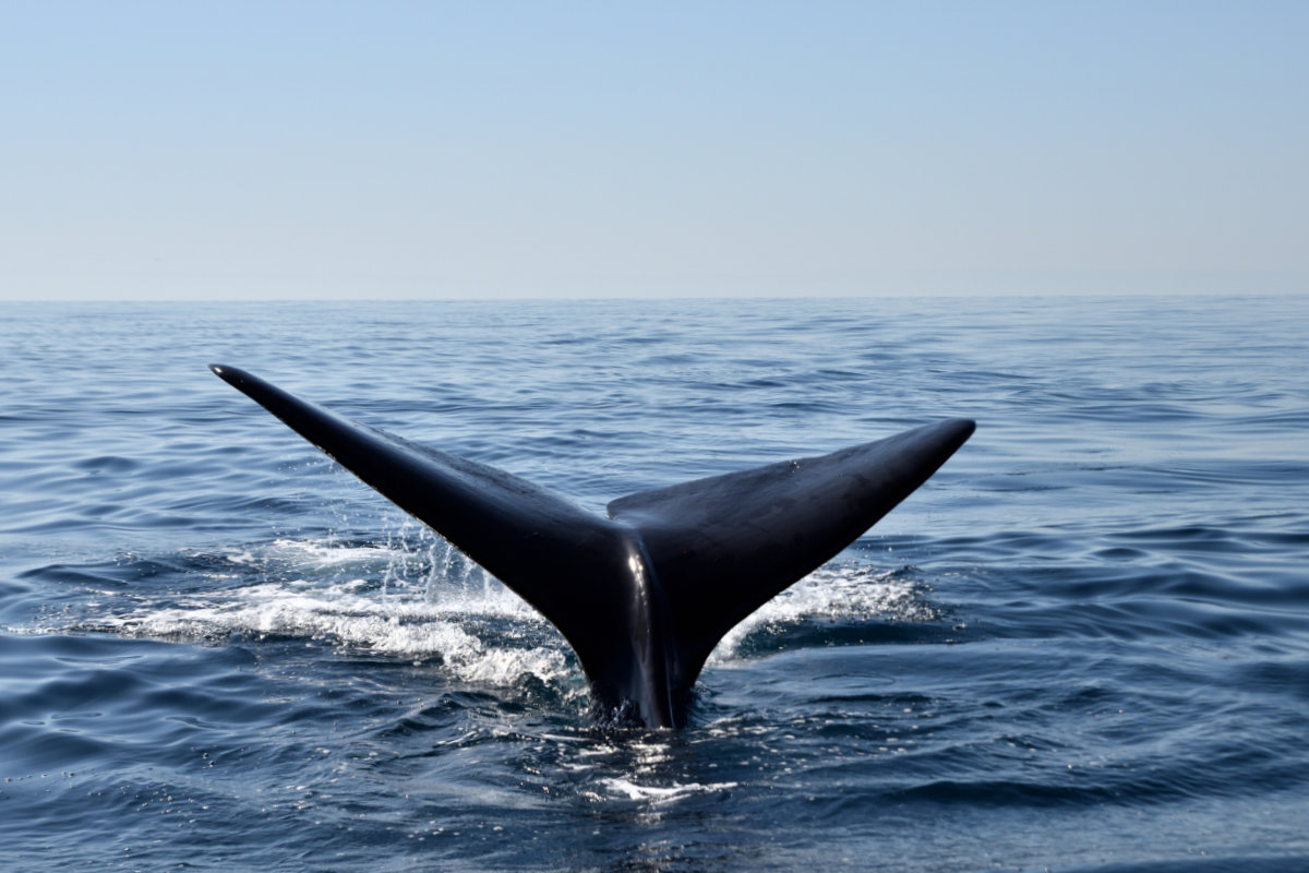 Oman, Ocean Indyjski